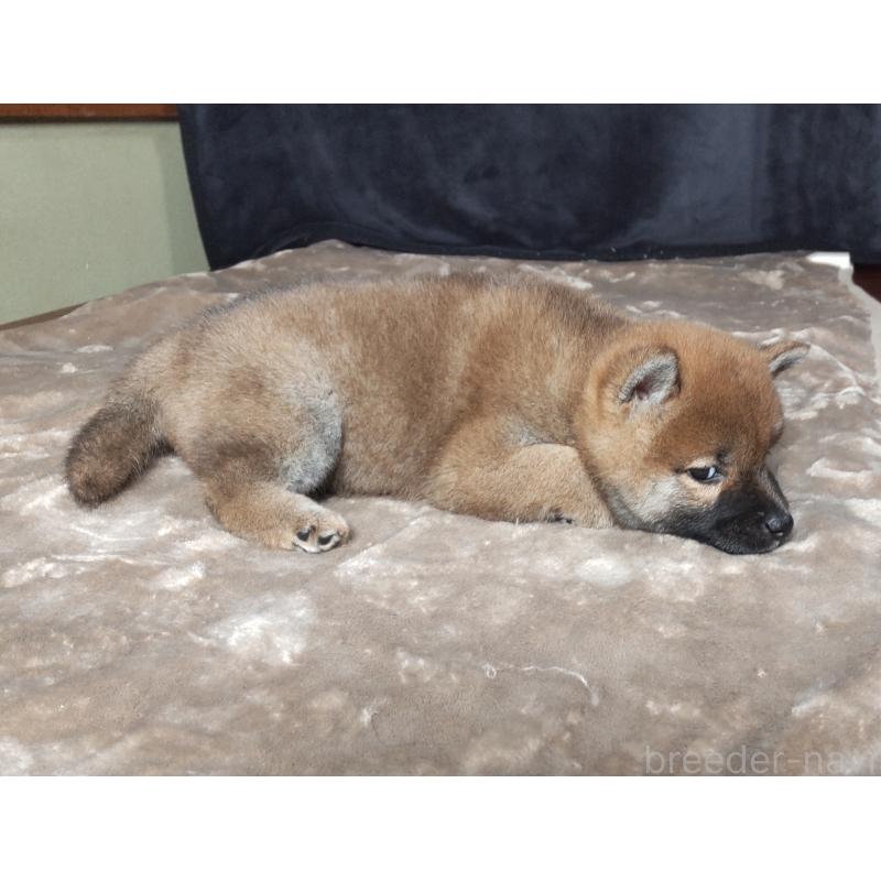 販売中の秋田県の柴犬-412460の3枚目