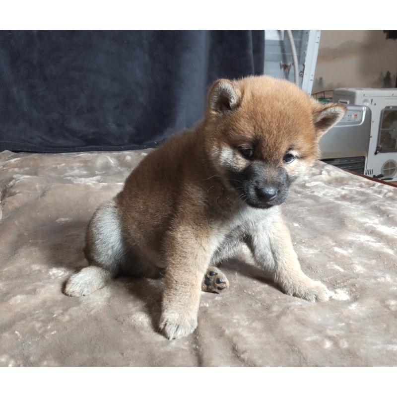 販売中の秋田県の柴犬-412460の2枚目