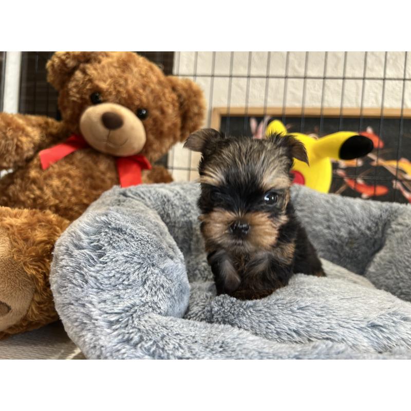 成約済の埼玉県のヨークシャーテリア-417590の7枚目