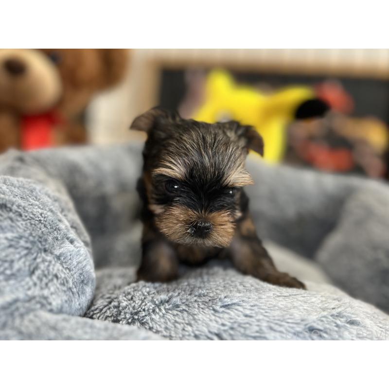 成約済の埼玉県のヨークシャーテリア-417590の6枚目