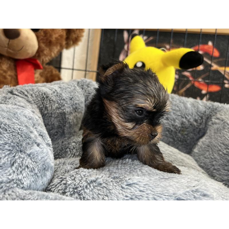 成約済の埼玉県のヨークシャーテリア-417590の5枚目