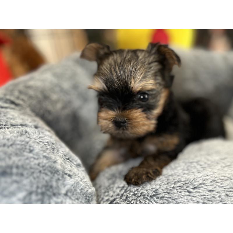 成約済の埼玉県のヨークシャーテリア-417590の4枚目