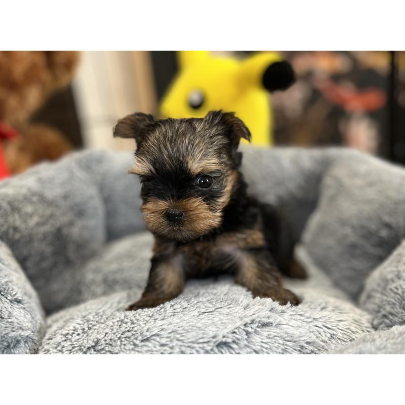 成約済の埼玉県のヨークシャーテリア-417590の3枚目