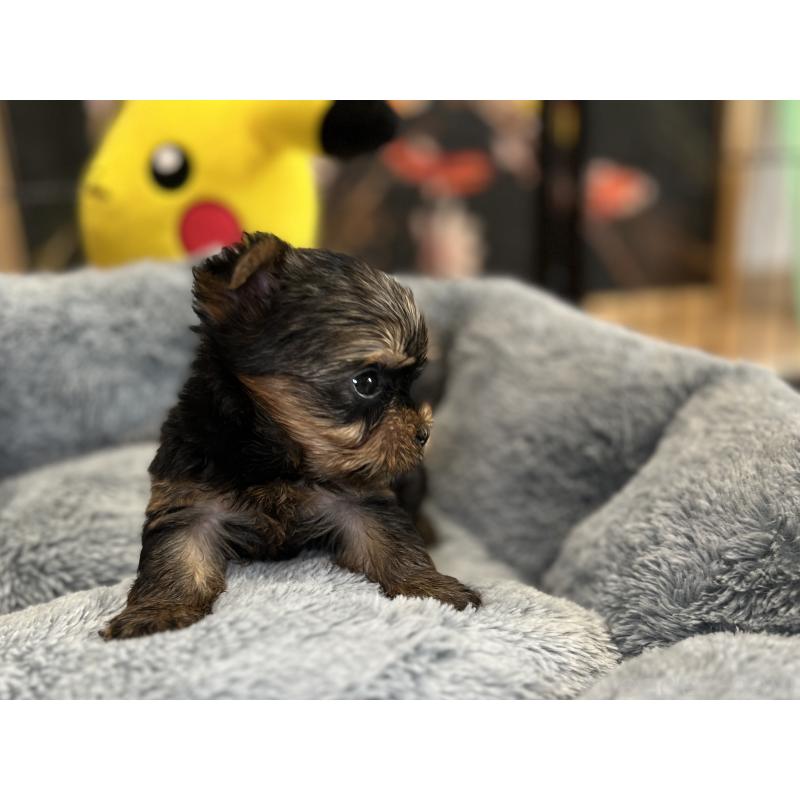 成約済の埼玉県のヨークシャーテリア-417590の2枚目