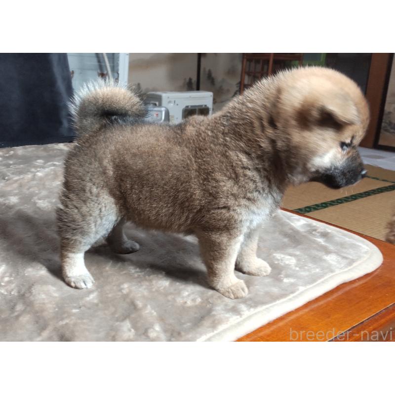 販売中の秋田県の柴犬-415240の5枚目