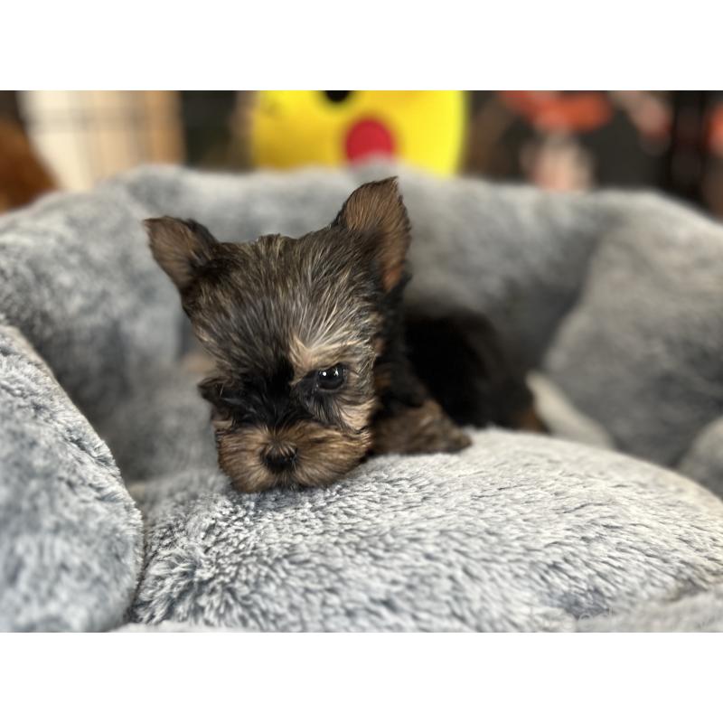 成約済の埼玉県のヨークシャーテリア-417601の7枚目