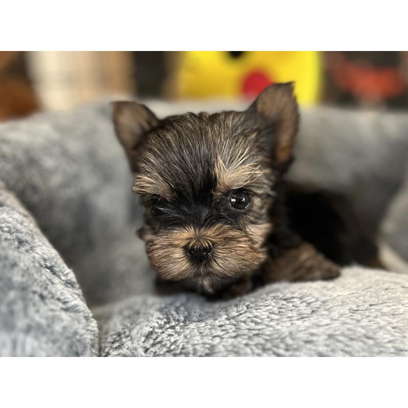 成約済の埼玉県のヨークシャーテリア-417601の6枚目