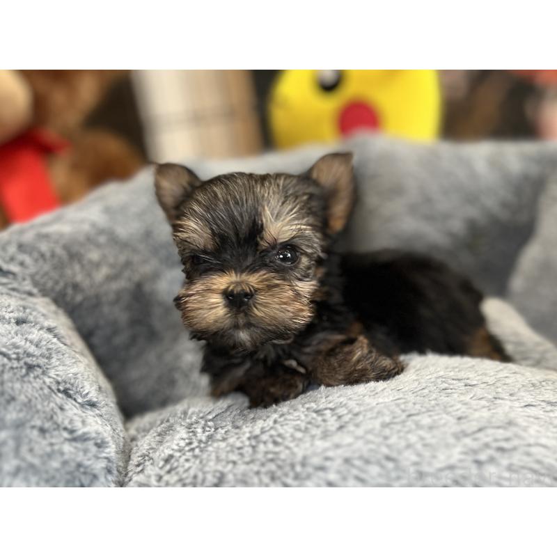 成約済の埼玉県のヨークシャーテリア-417601の3枚目