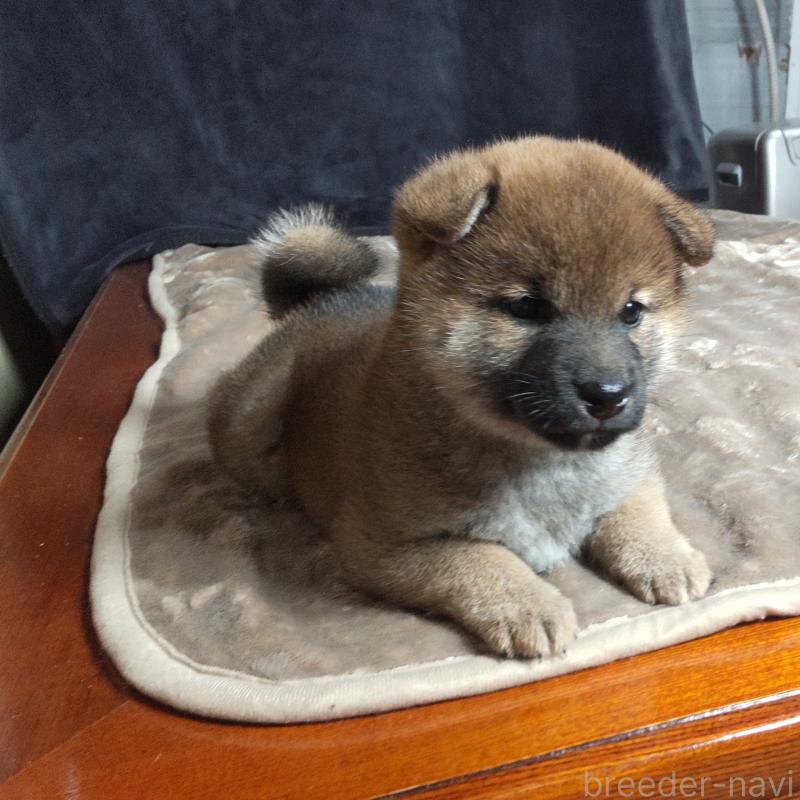 販売中の秋田県の柴犬-415240の4枚目