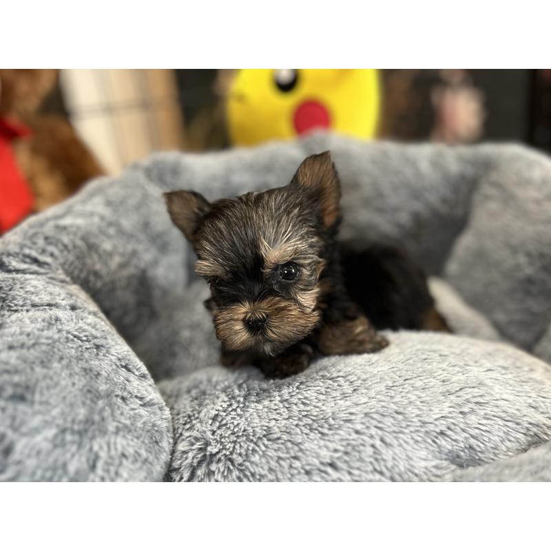 成約済の埼玉県のヨークシャーテリア-417601の2枚目