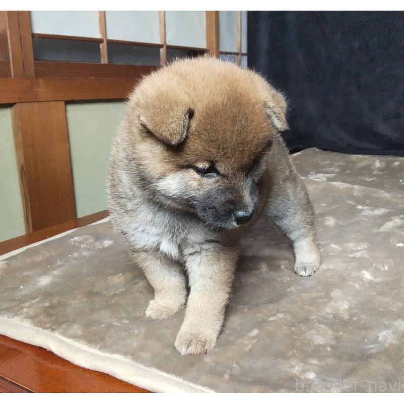 販売中の秋田県の柴犬-415240の2枚目