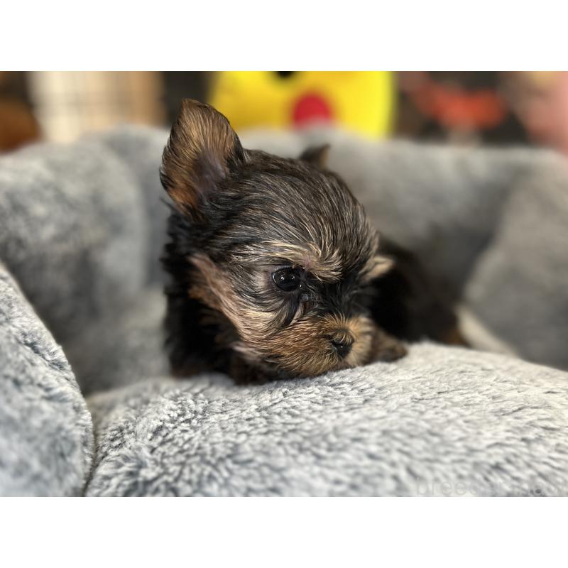 成約済の埼玉県のヨークシャーテリア-417603の4枚目