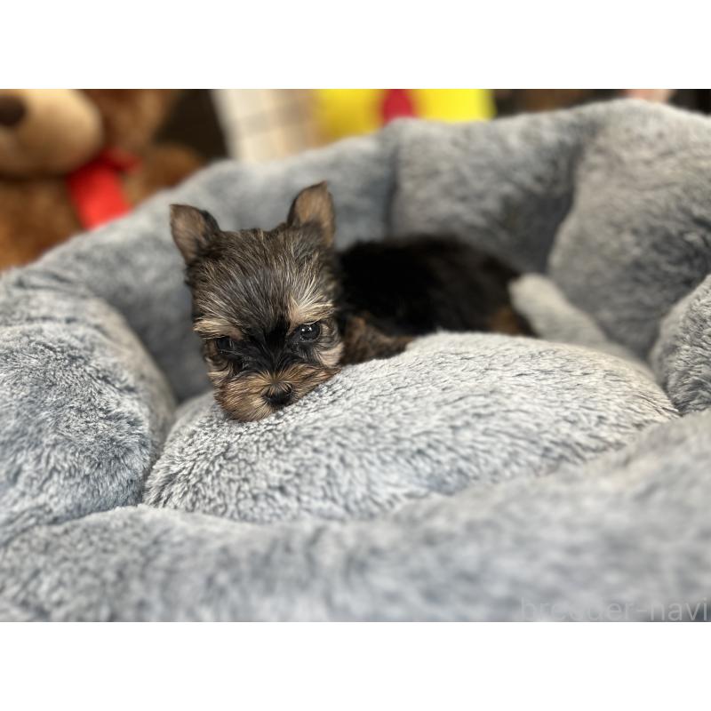 成約済の埼玉県のヨークシャーテリア-417603の3枚目