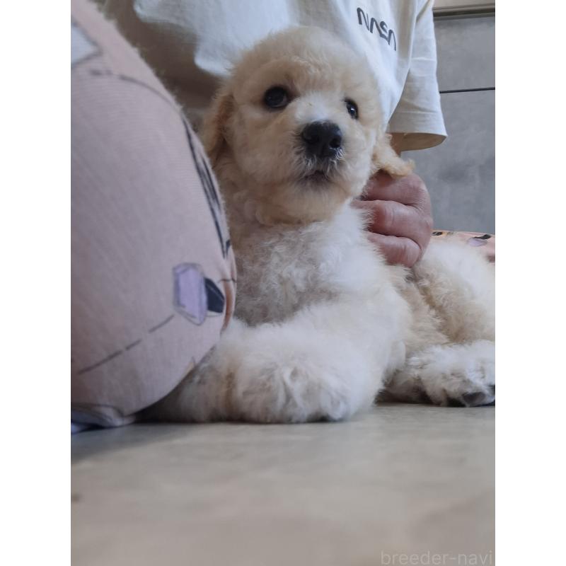 成約済の群馬県のスタンダードプードル-418509の3枚目