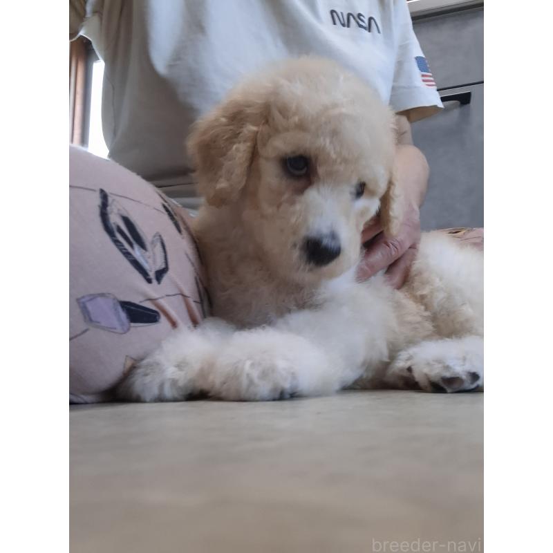 成約済の群馬県のスタンダードプードル-418509の2枚目