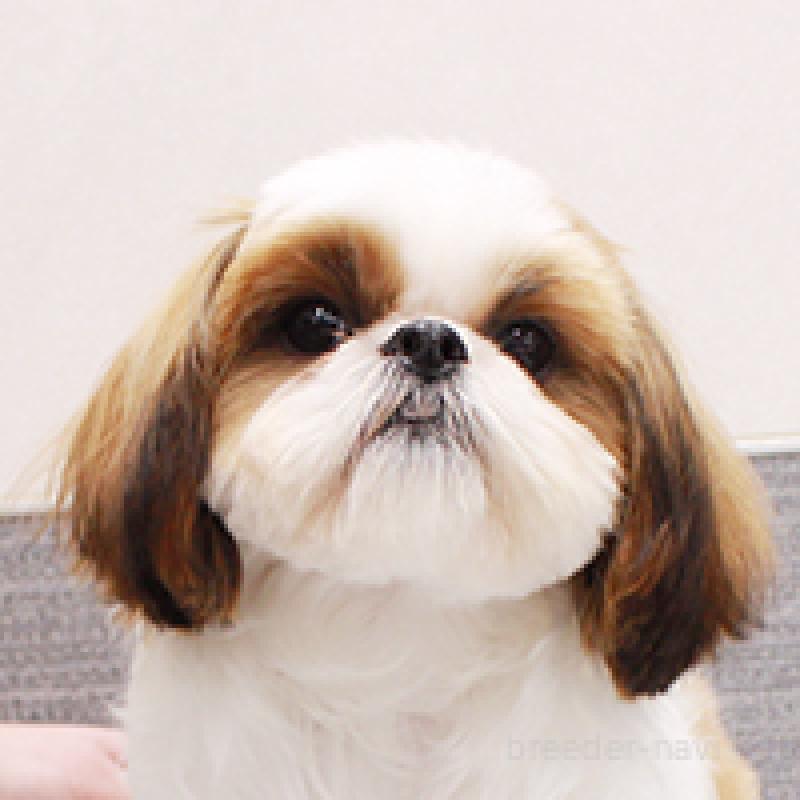 ぽんずちゃん1枚目