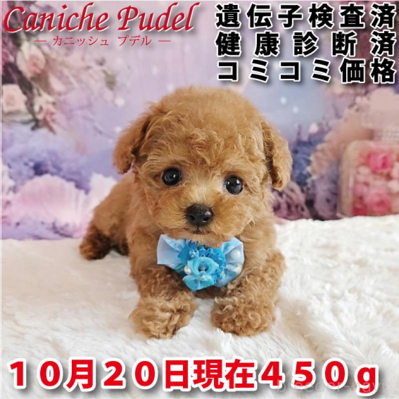 販売中の岐阜県のティーカッププードル-417850