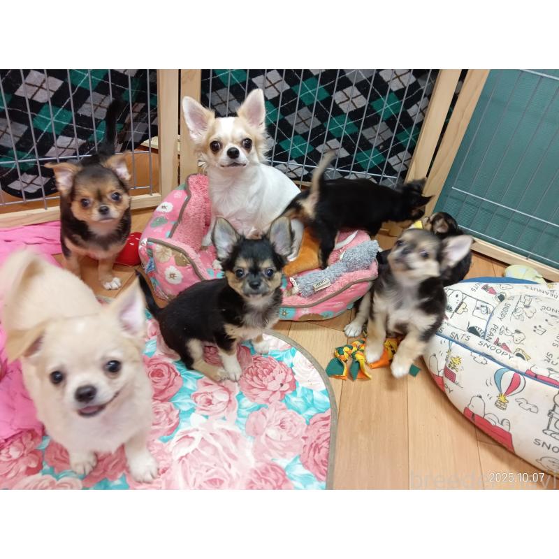 販売中の千葉県のチワワ(ロングコート)-404130の2枚目