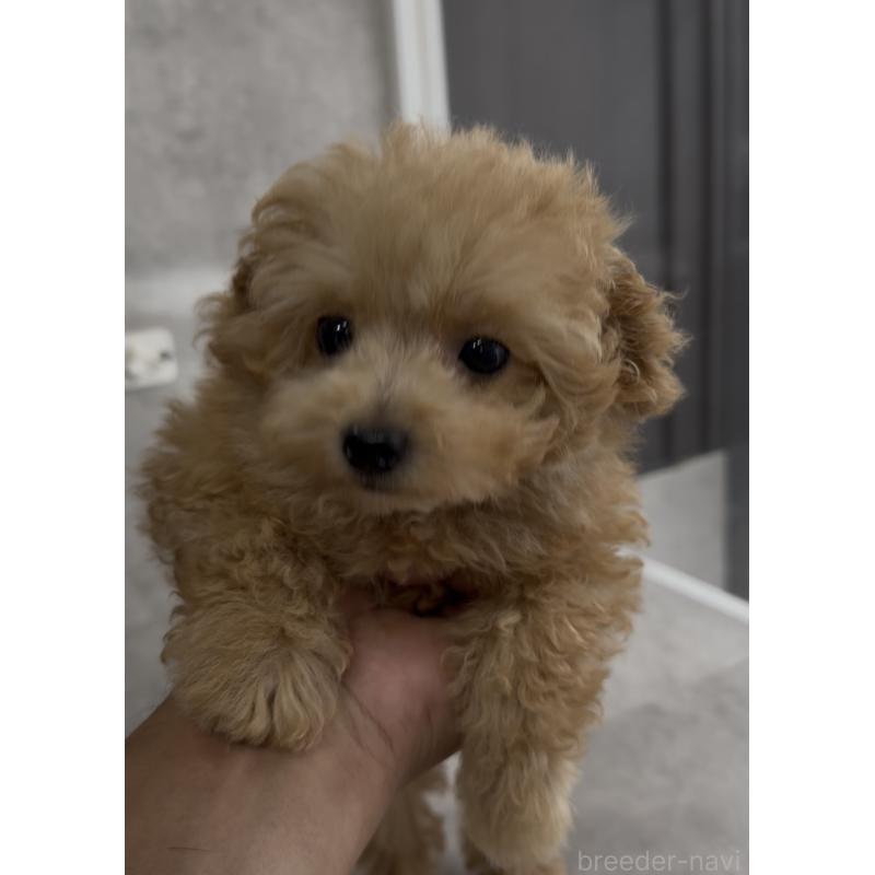 成約済の福岡県のティーカッププードル-412486の5枚目