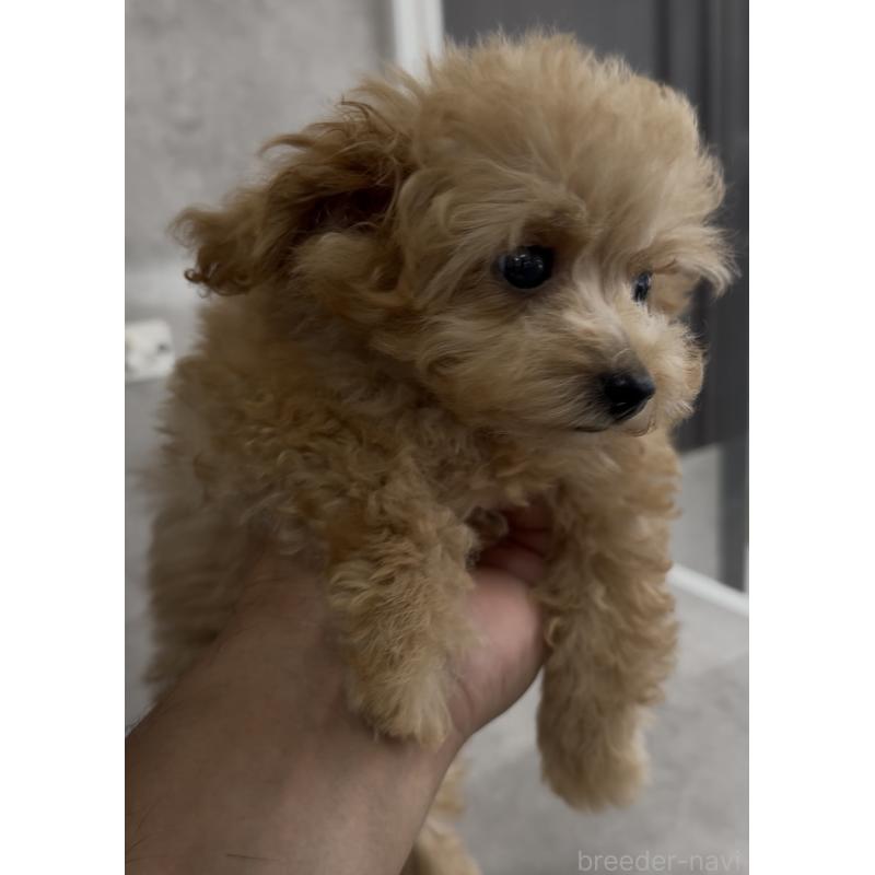 成約済の福岡県のティーカッププードル-412486の4枚目