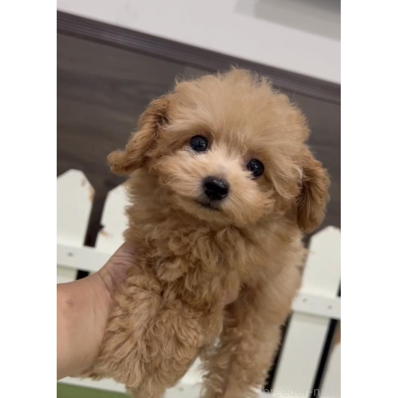 成約済の福岡県のティーカッププードル-412486の3枚目