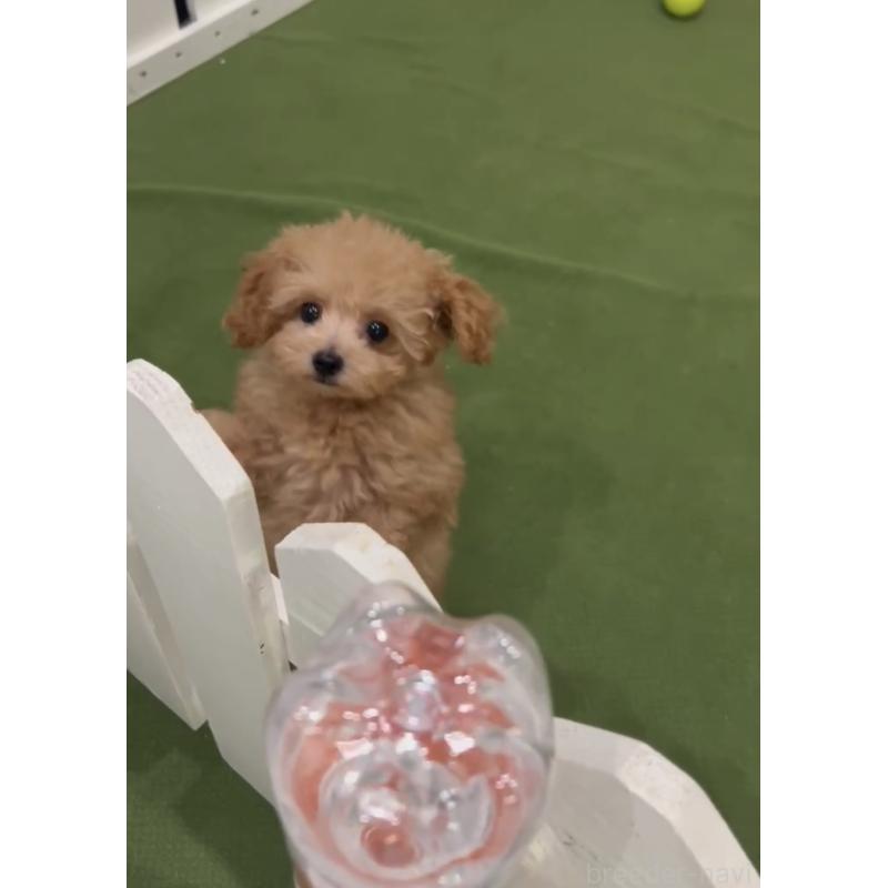 成約済の福岡県のティーカッププードル-412486の2枚目