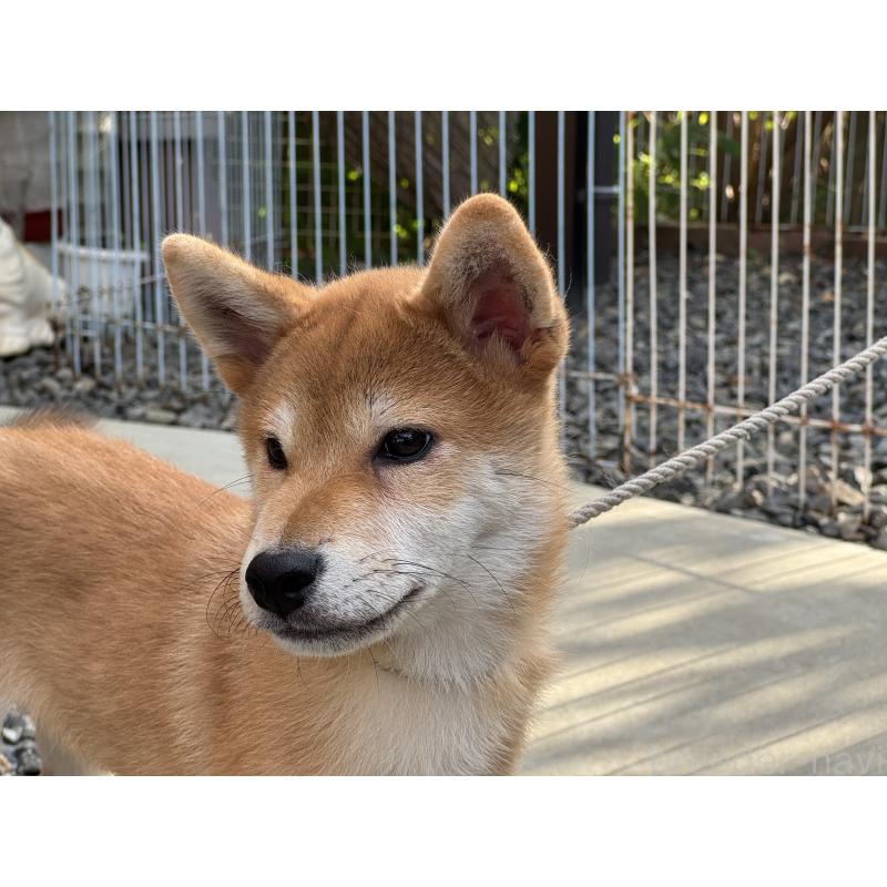 販売中の岡山県の柴犬-403108の3枚目
