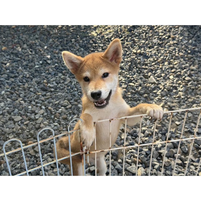 販売中の岡山県の柴犬-403108の2枚目