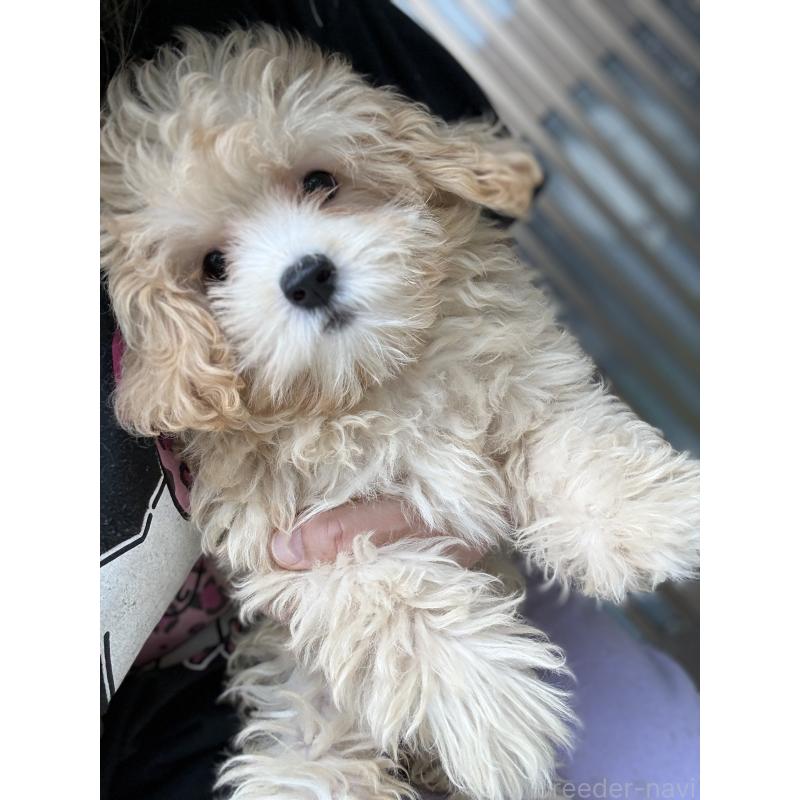 成約済の茨城県のマルプー:マルチーズ×トイプードル-405949の3枚目