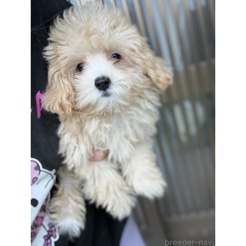 成約済の茨城県のマルプー:マルチーズ×トイプードル-405949の2枚目