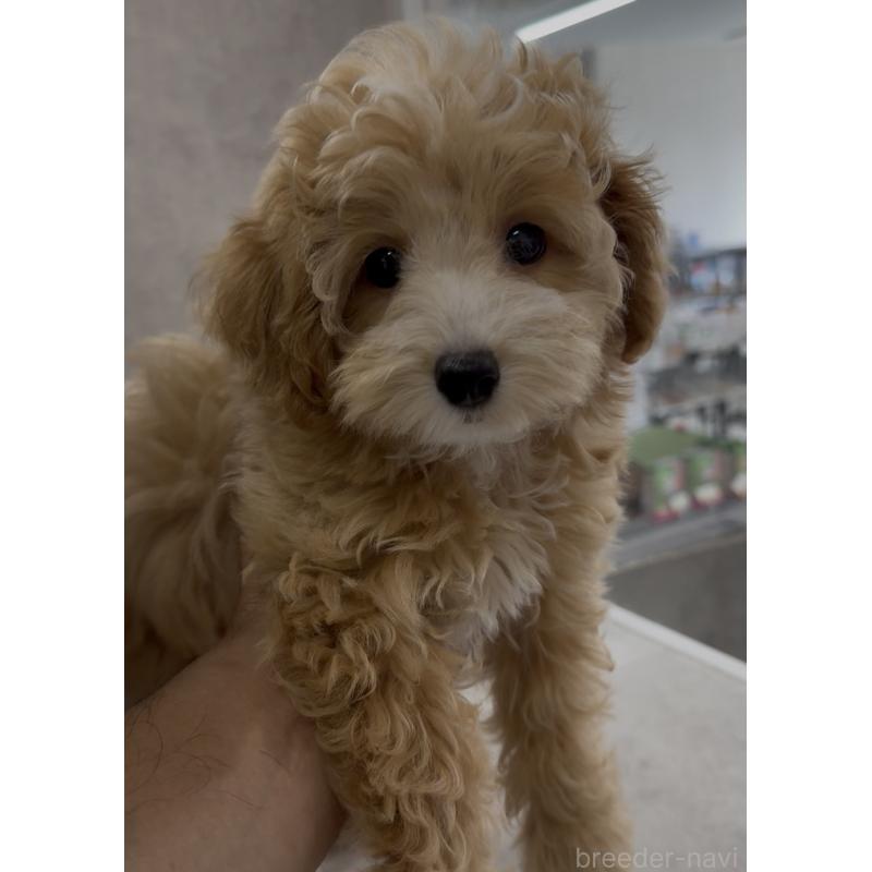 商談中の福岡県のマルプー:マルチーズ×トイプードル-413634の3枚目