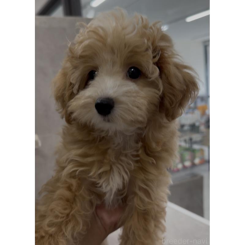 商談中の福岡県のマルプー:マルチーズ×トイプードル-413634の2枚目