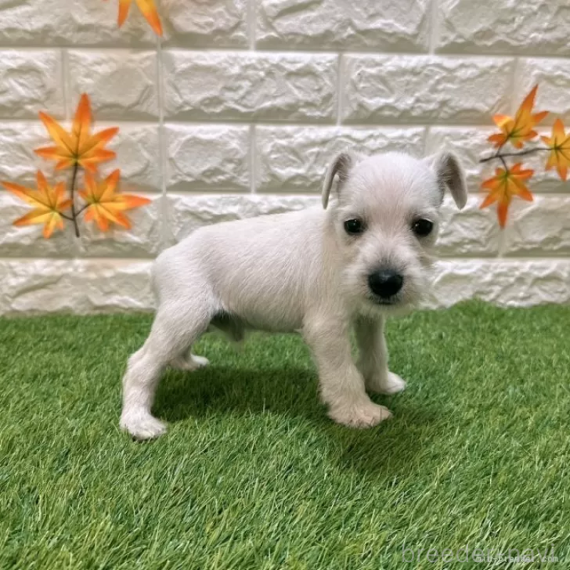 成約済の愛知県のミニチュアシュナウザー-419623の5枚目