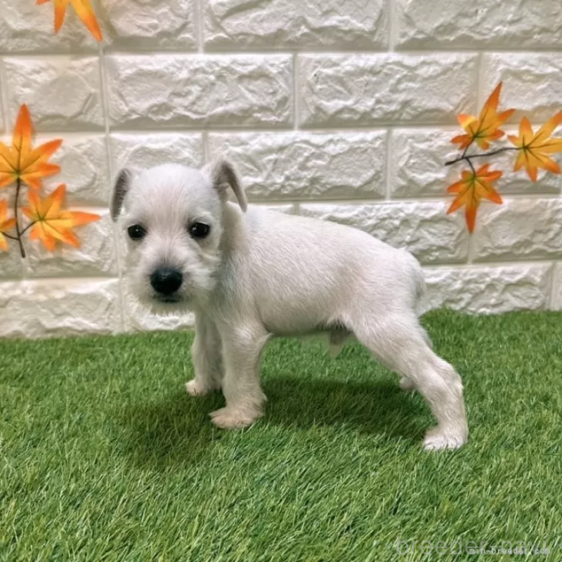 成約済の愛知県のミニチュアシュナウザー-419623の4枚目