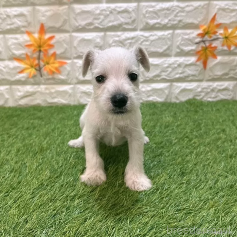 成約済の愛知県のミニチュアシュナウザー-419623の3枚目