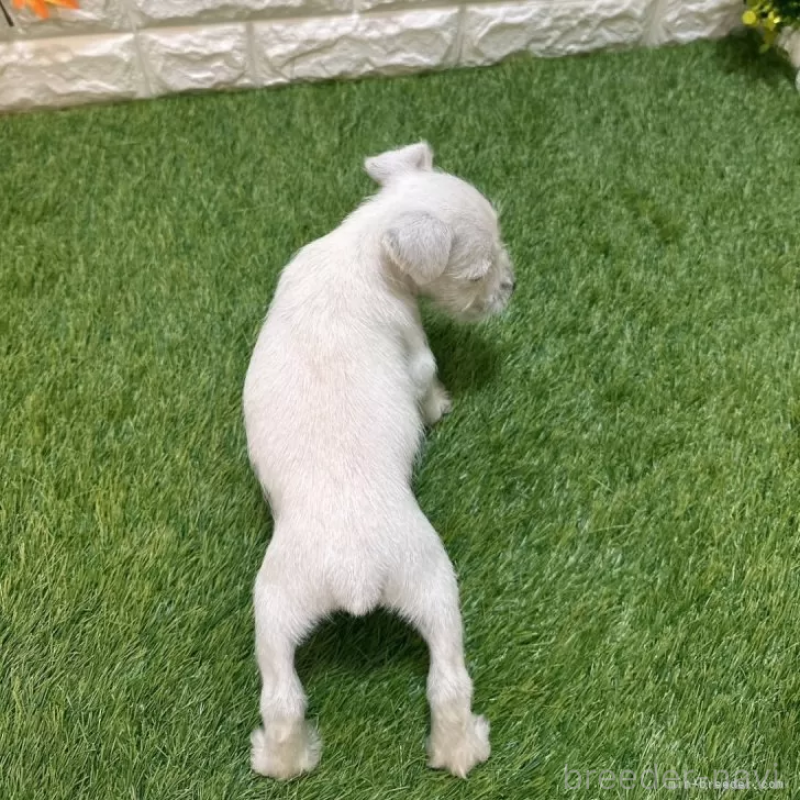 成約済の愛知県のミニチュアシュナウザー-419623の2枚目