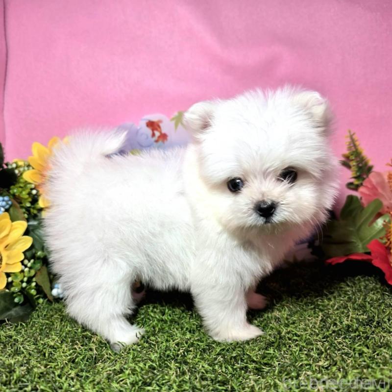 販売中の静岡県のポメマル:ポメラニアン×マルチーズ-421005の3枚目
