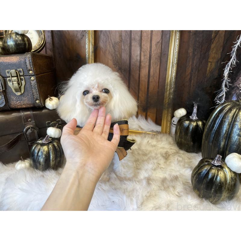 販売中の広島県のティーカッププードル-379594の4枚目