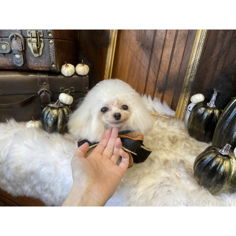 販売中の広島県のティーカッププードル-379594の3枚目