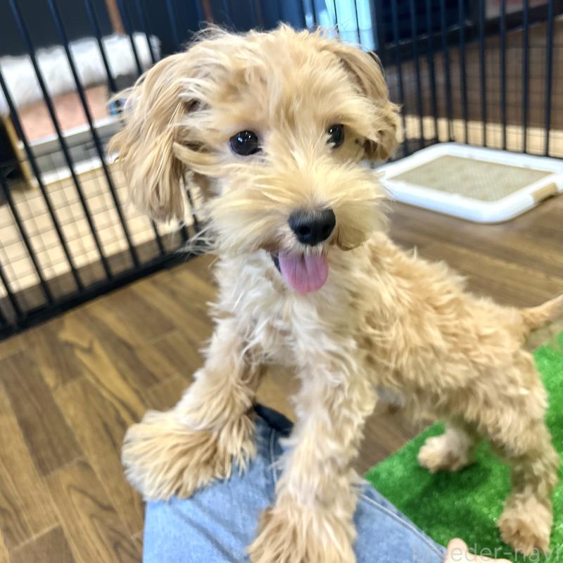 販売中の栃木県のマルプー:マルチーズ×トイプードル-415737の8枚目