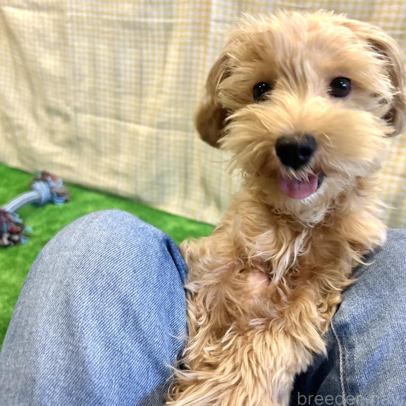 販売中の栃木県のマルプー:マルチーズ×トイプードル-415737の7枚目