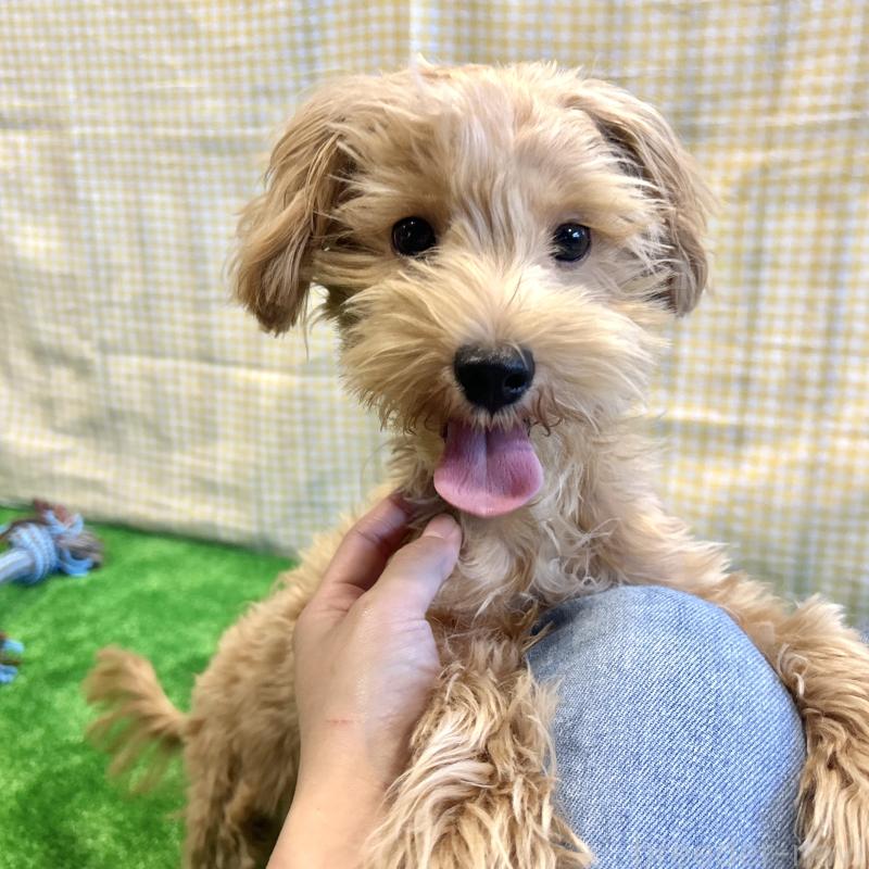 販売中の栃木県のマルプー:マルチーズ×トイプードル-415737の6枚目