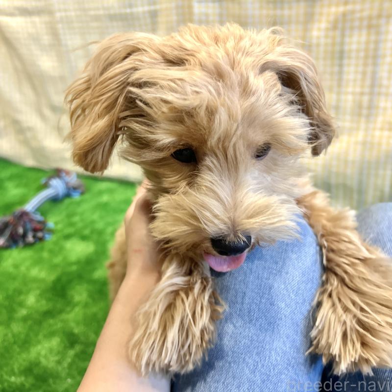 販売中の栃木県のマルプー:マルチーズ×トイプードル-415737の5枚目