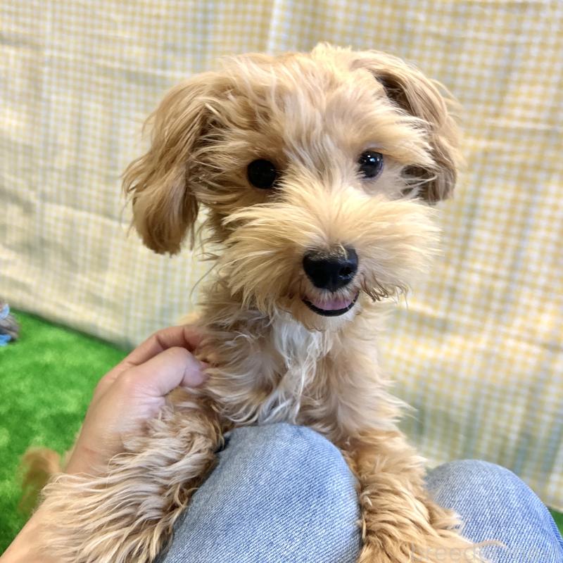 販売中の栃木県のマルプー:マルチーズ×トイプードル-415737の4枚目