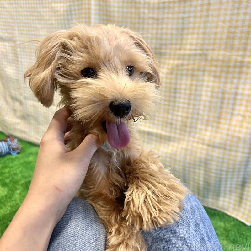 販売中の栃木県のマルプー:マルチーズ×トイプードル-415737の3枚目