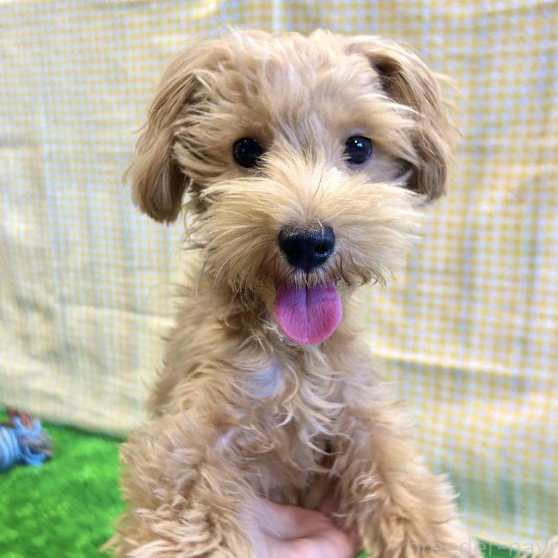 販売中の栃木県のマルプー:マルチーズ×トイプードル-415737の2枚目