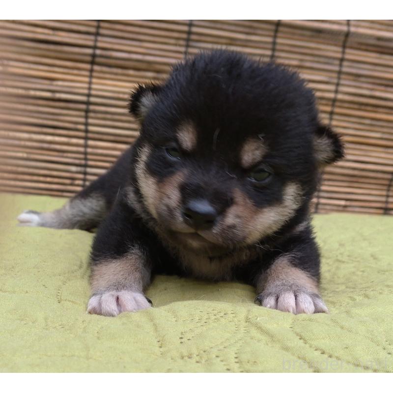 販売中の熊本県の豆柴-421014の1枚目