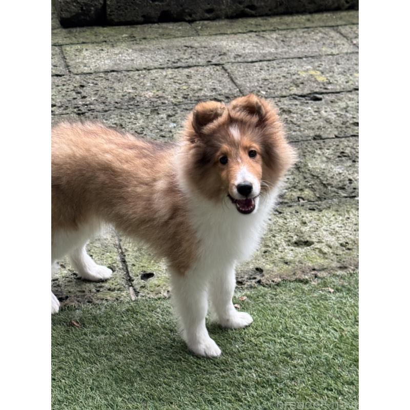 成約済の茨城県のシェットランドシープドッグ(シェルティ)-419923の12枚目