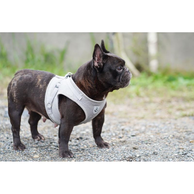 販売中の京都府のフレンチブルドッグ-415494の5枚目