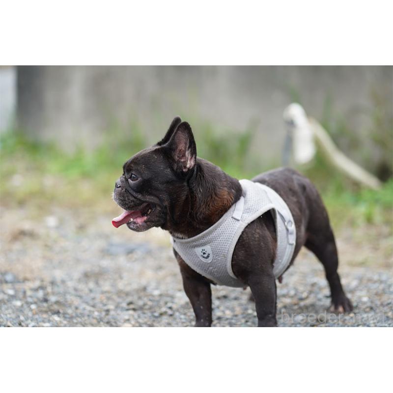 販売中の京都府のフレンチブルドッグ-415494の4枚目